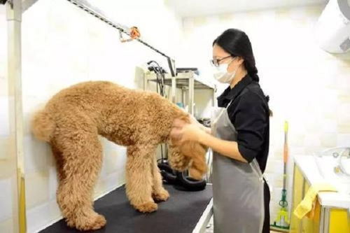 芭菲寵家寵物用品加盟費多少錢 總投資17.8萬元 加盟費查詢網