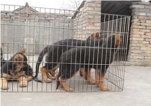 優(yōu)良品種德國牧羊犬，成都寵物誠信交易指南